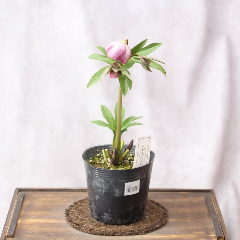 Ya-16 クリスマスローズ 【大和園】 | ローザンベリー多和田公式