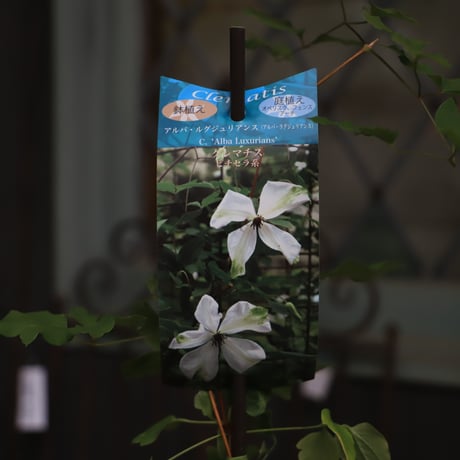 【原田】クレマチス 青磁(13.5cmポット) 楽天市場】 クレマチス > モンタナ系 : フラワーネット 日本花キ流通