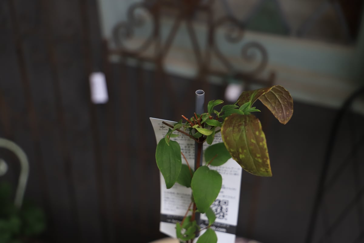 クレマチス クリオネ【4.5号鉢】 | ローザンベリー多和田公式