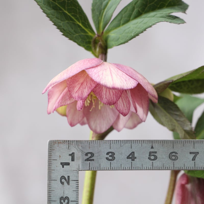 Ya-15 クリスマスローズ 【大和園】 | ローザンベリー多和田公式