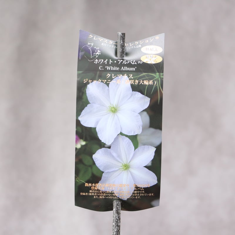 クレマチス 新品種4種セット | ローザンベリー多和田公式オンラインストア