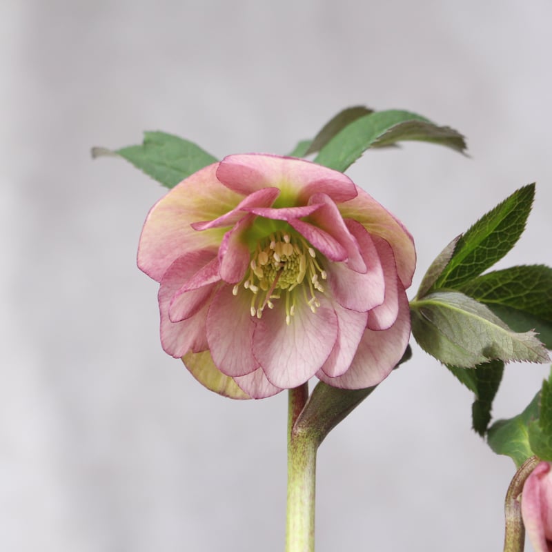 Ya-15 クリスマスローズ 【大和園】 | ローザンベリー多和田公式