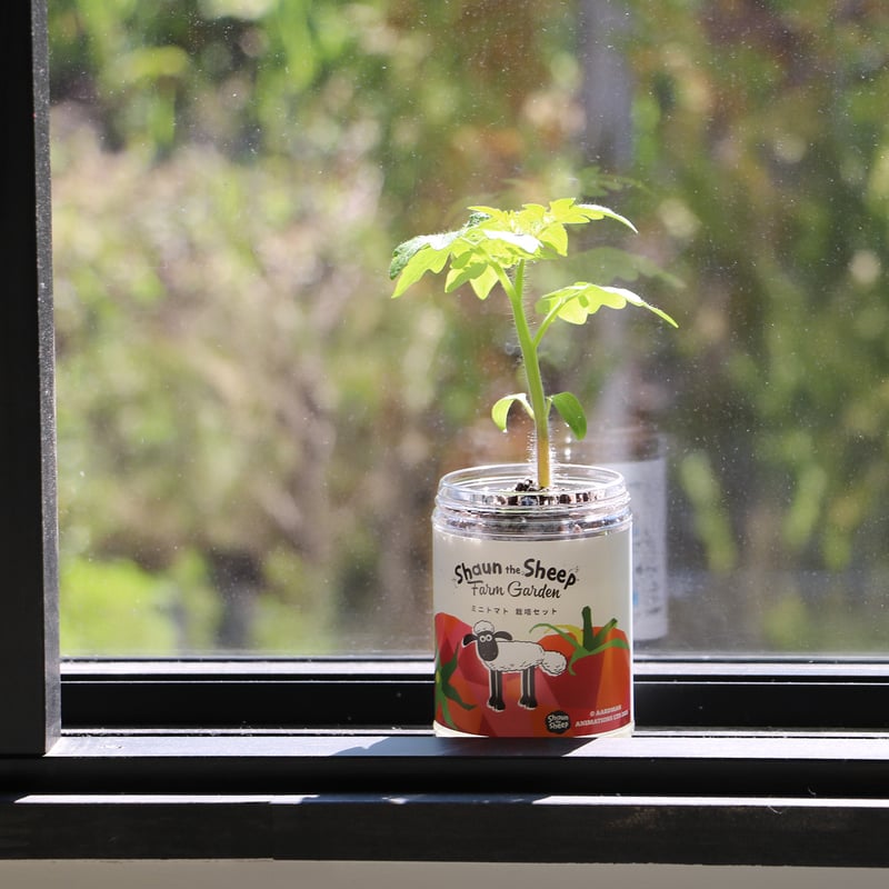 ひつじのショーン ミニトマト栽培セット | ローザンベリー多和田公式