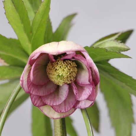 クリスマスローズ 苗 DDミスティーク×DDリバーシブルレッド クリスマス