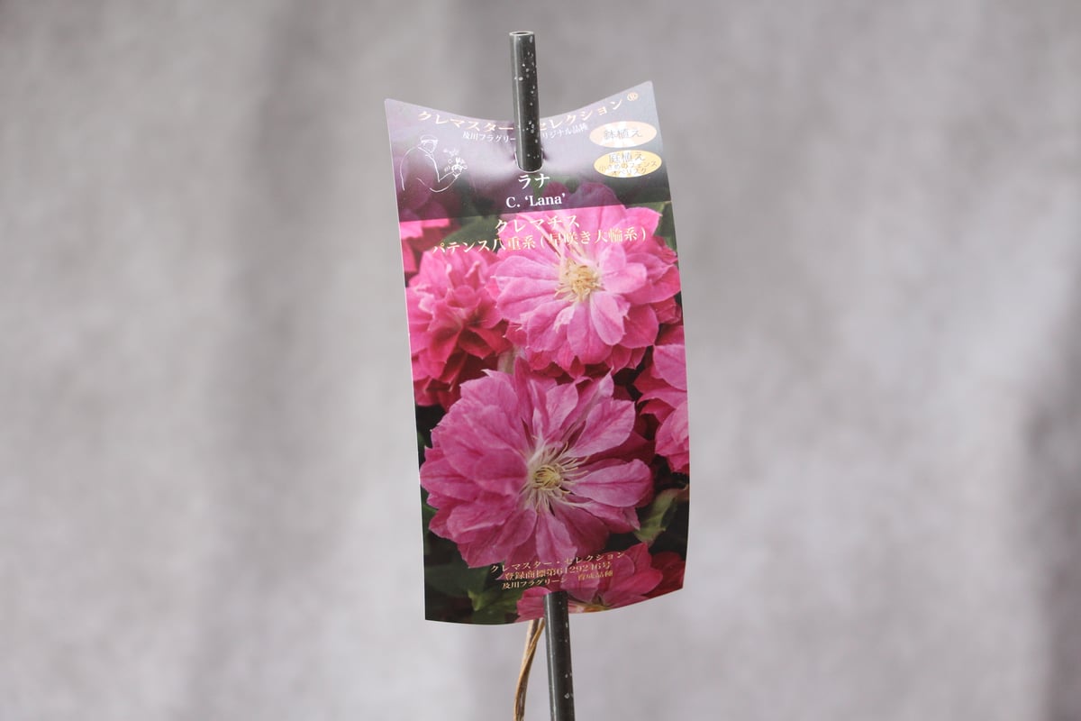 coup de graceさん専用2点おまとめ買い クレマチス 新品種4種セット | ローザンベリー多和田公式オンラインストア