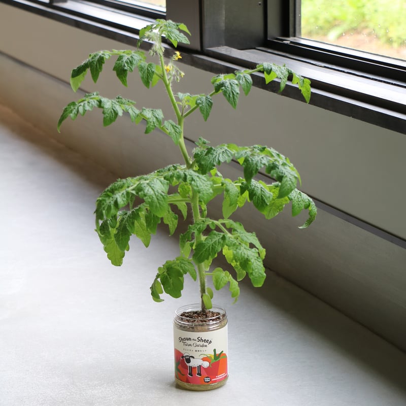 ひつじのショーン ミニトマト栽培セット | ローザンベリー多和田公式