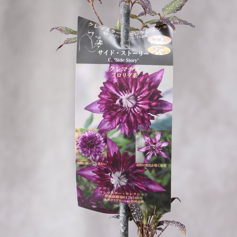 クレマチス 新品種4種セット | ローザンベリー多和田公式オンラインストア