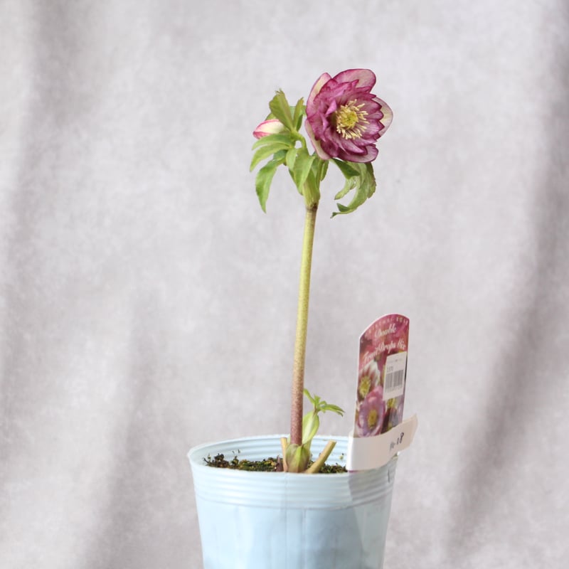 Ma-08 クリスマスローズ 【松村ナーセリー】 | ローザンベリー多和田