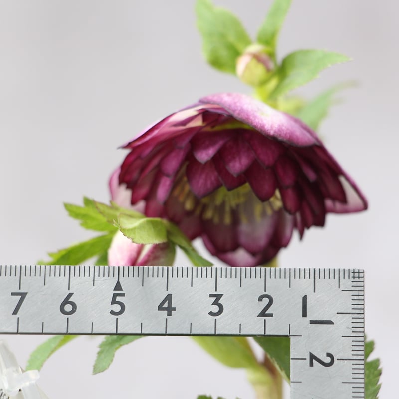 Ma-02 クリスマスローズ 【松村ナーセリー】 | ローザンベリー多和田