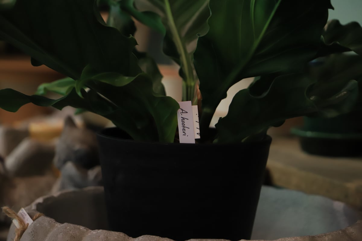 ⭐アンスリウム・フーケリー(特大) ⭐ 鉢下より約130㎝ 横幅約