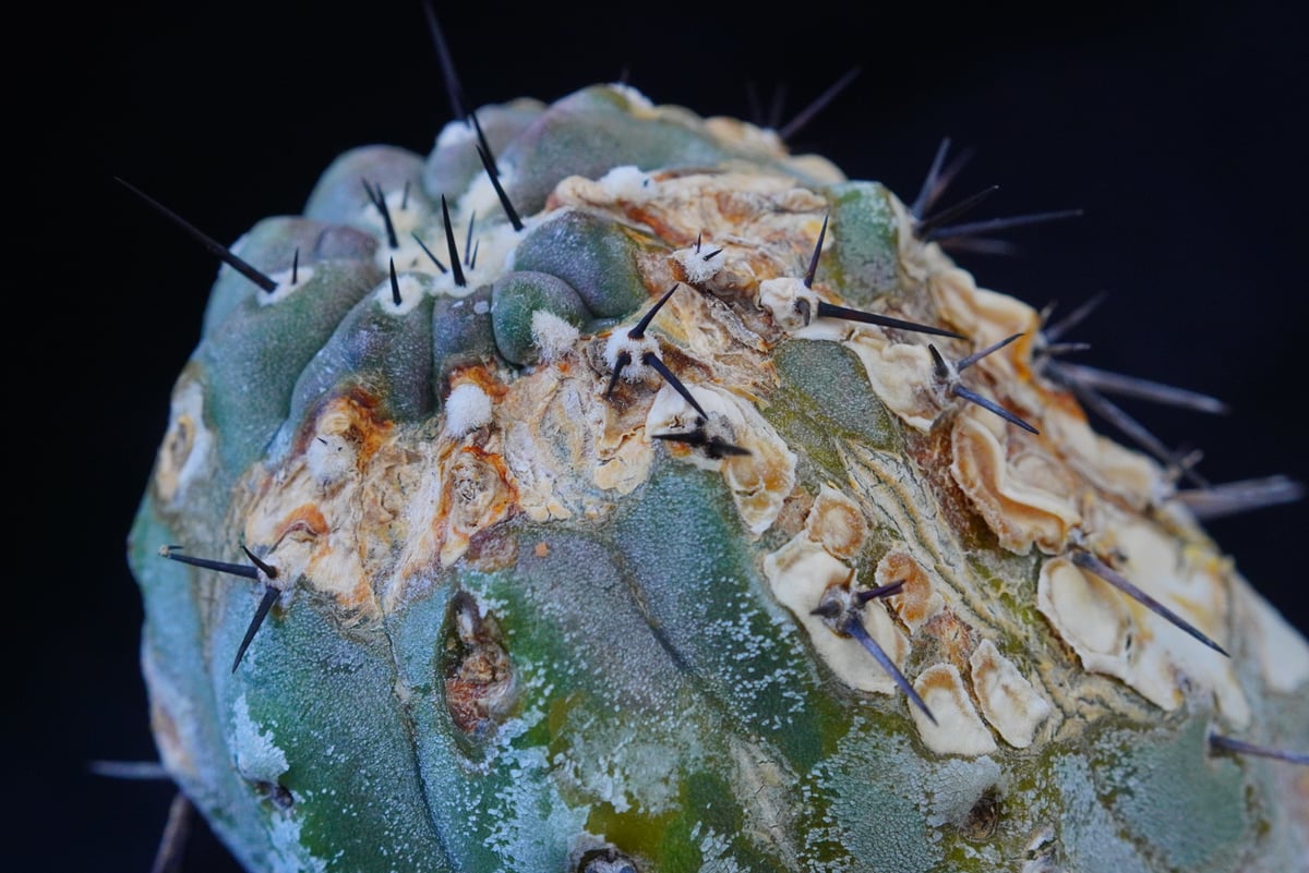 コピアポア シネレア 短刺黒王丸 Copiapoa cinerea var.unguspinu