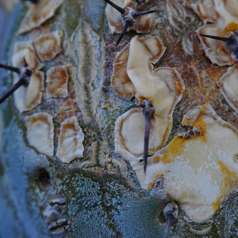コピアポア シネレア 短刺黒王丸 Copiapoa cinerea var.unguspinu コピアポア シネレア 短刺黒王丸 Copiapoa cinerea var.unguspinu