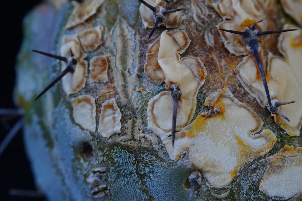 コピアポア シネレア 短刺黒王丸 Copiapoa cinerea var.unguspinu