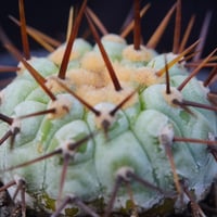 コピアポア シネレア 短刺黒王丸 Copiapoa cinerea var.unguspinu