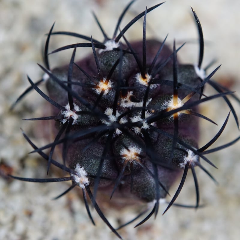 コピアポア グリセオビオラセア/Copiapoa griseoviolacea - 観葉植物