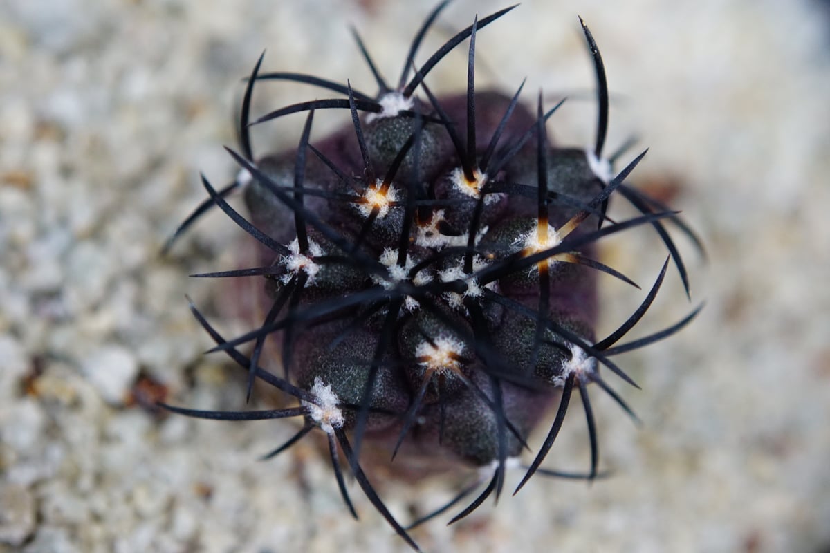 コピアポア グリセオビオラセア 栗星玉 Copiapoa griseoviolacea | C