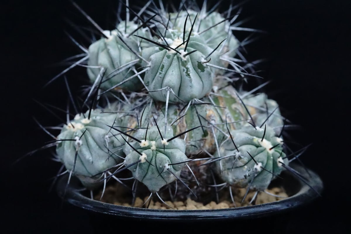 黒士冠/群生/現地/Copiapoa cinerea v. dealbata