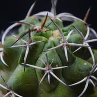 コピアポア デュラ 銅羅丸 Copiapoa Dura | COPIAP○BAR