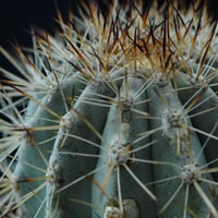 コピアポア グリセオビオラセア 栗星玉 Copiapoa griseoviolacea | C