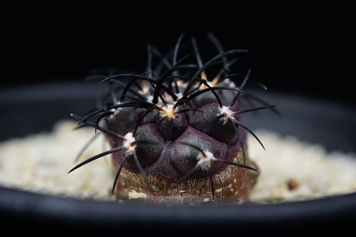 コピアポア グリセオビオラセア 栗星玉 Copiapoa griseoviolacea コピアポア グリセオビオラセア 栗星玉 Copiapoa griseoviolacea