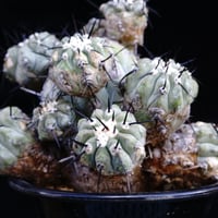 コピアポア sp Copiapoa sp | COPIAP○BAR コピアポア sp Copiapoa sp | COPIAP○BAR
