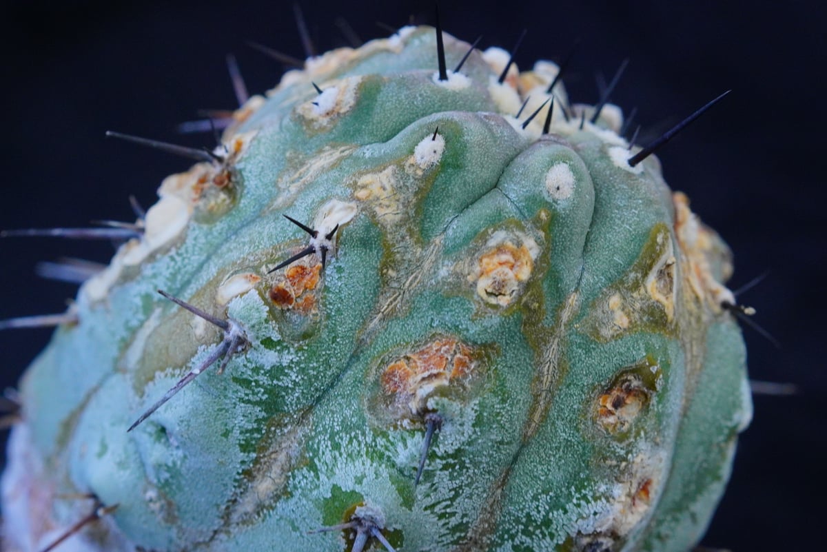コピアポア シネレア 短刺黒王丸 Copiapoa cinerea var.unguspinu