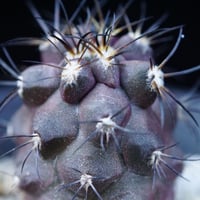 コピアポア シネレア コルムナアルバ 孤竜丸 Copiapoa cinerea var. co