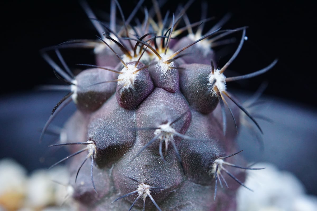 コピアポア グリセオビオラセア 栗星玉 Copiapoa griseoviolacea コピアポア グリセオビオラセア 栗星玉 Copiapoa griseoviolacea