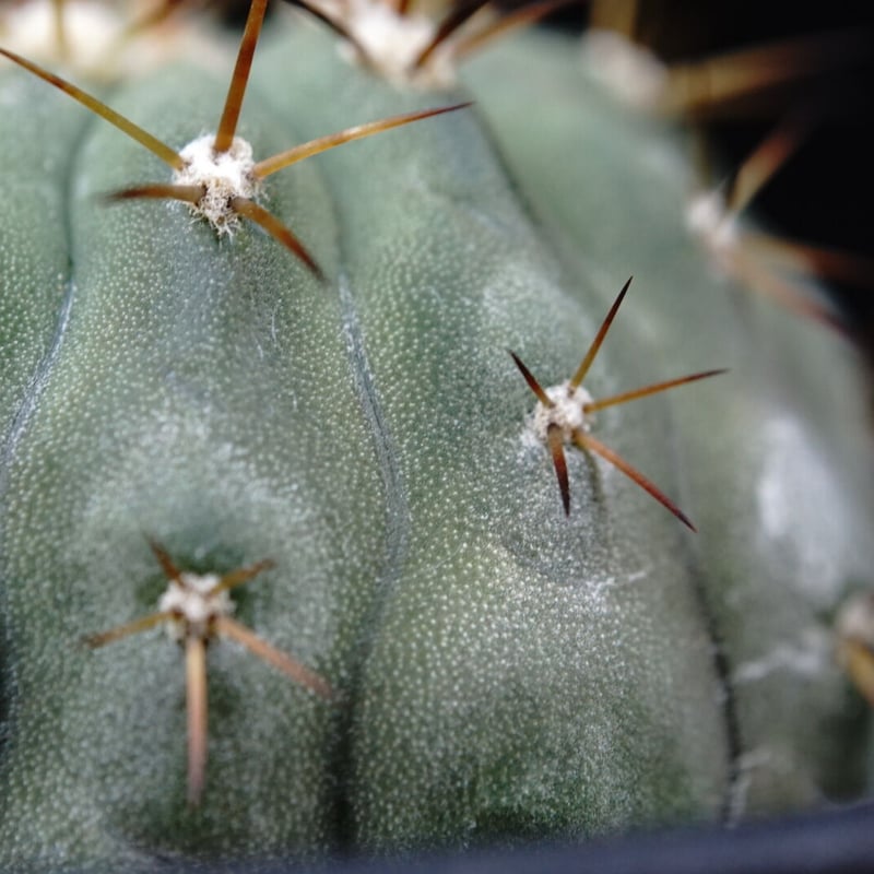 コピアポア シネレア コルムナアルバ 孤竜丸 Copiapoa cinerea var. co...