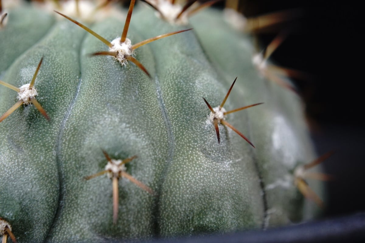 孤竜丸　現地球　コピアポア　シネレア　コルムナアルバ 孤竜丸 現地球 コピアポア シネレア コルムナアルバ コピアポア