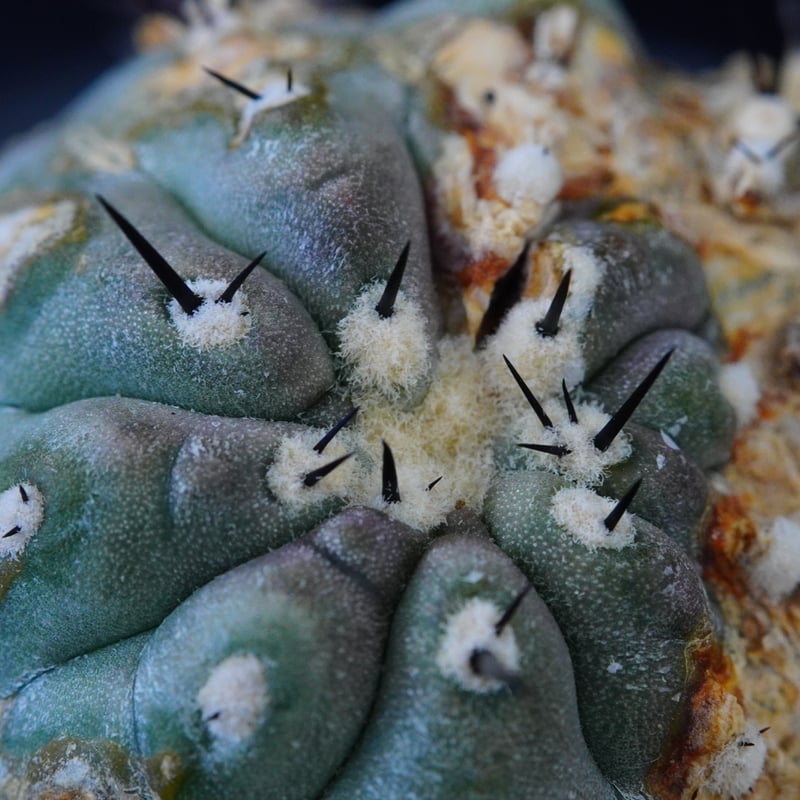 コピアポア シネレア 短刺黒王丸 Copiapoa cinerea var.unguspinu コピアポア シネレア 短刺黒王丸 Copiapoa cinerea var.unguspinu
