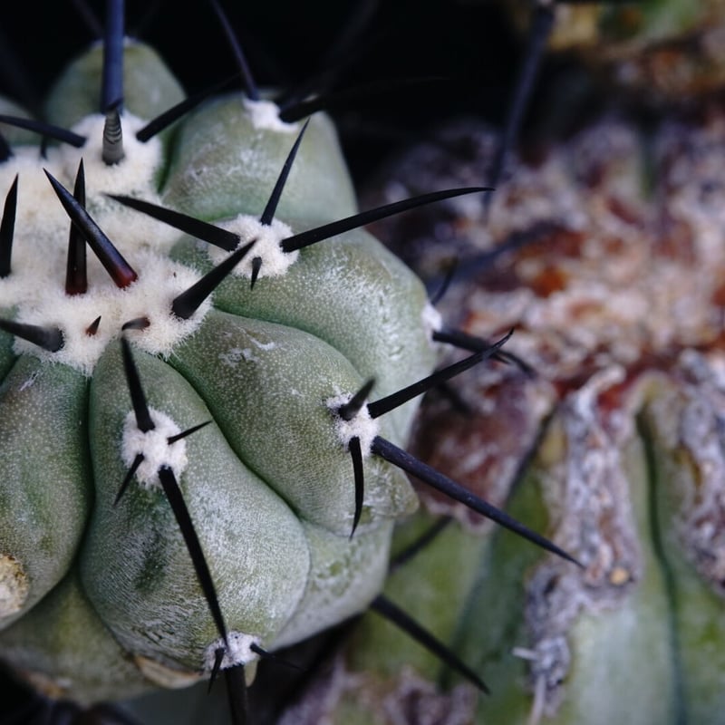 コピアポア 黒王丸 群生球 Copiapoa cinerea multi-headed | C コピアポア 黒王丸 群生球 Copiapoa cinerea multi-headed | C