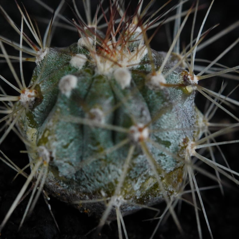 コピアポア シネレア 白刺黒王丸 Copiapoa cinerea var.albispina