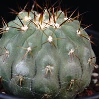 コピアポア シネレア 短刺黒王丸 Copiapoa cinerea var.unguspinu