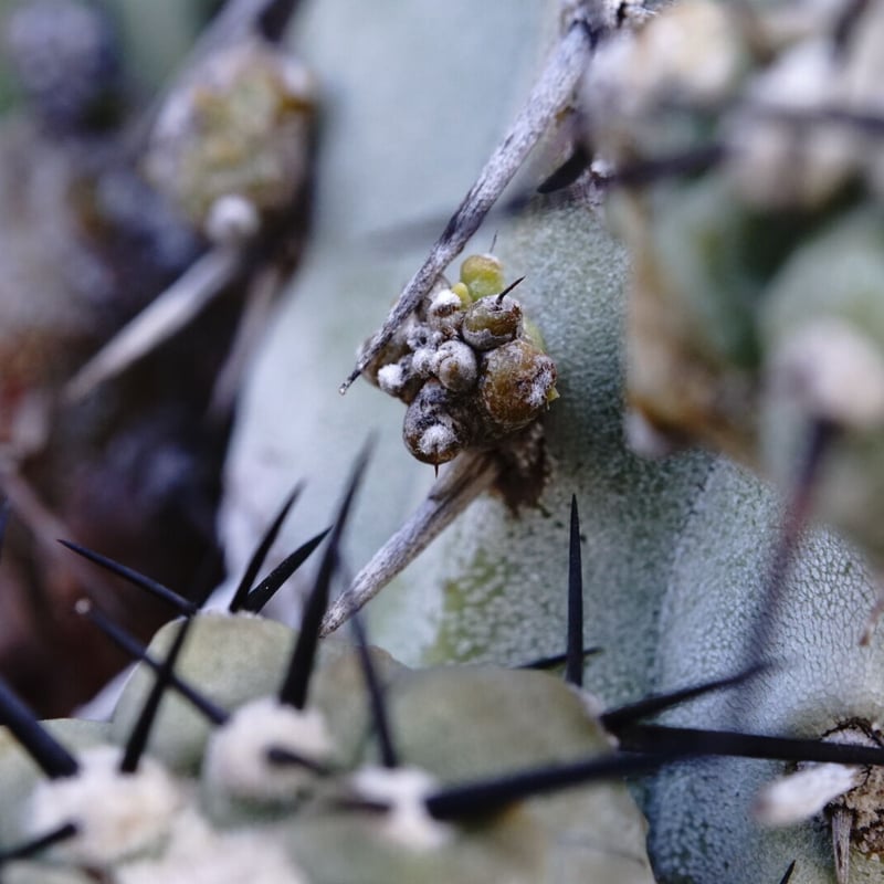 コピアポア 黒王丸 群生球 Copiapoa cinerea multi-headed | C...