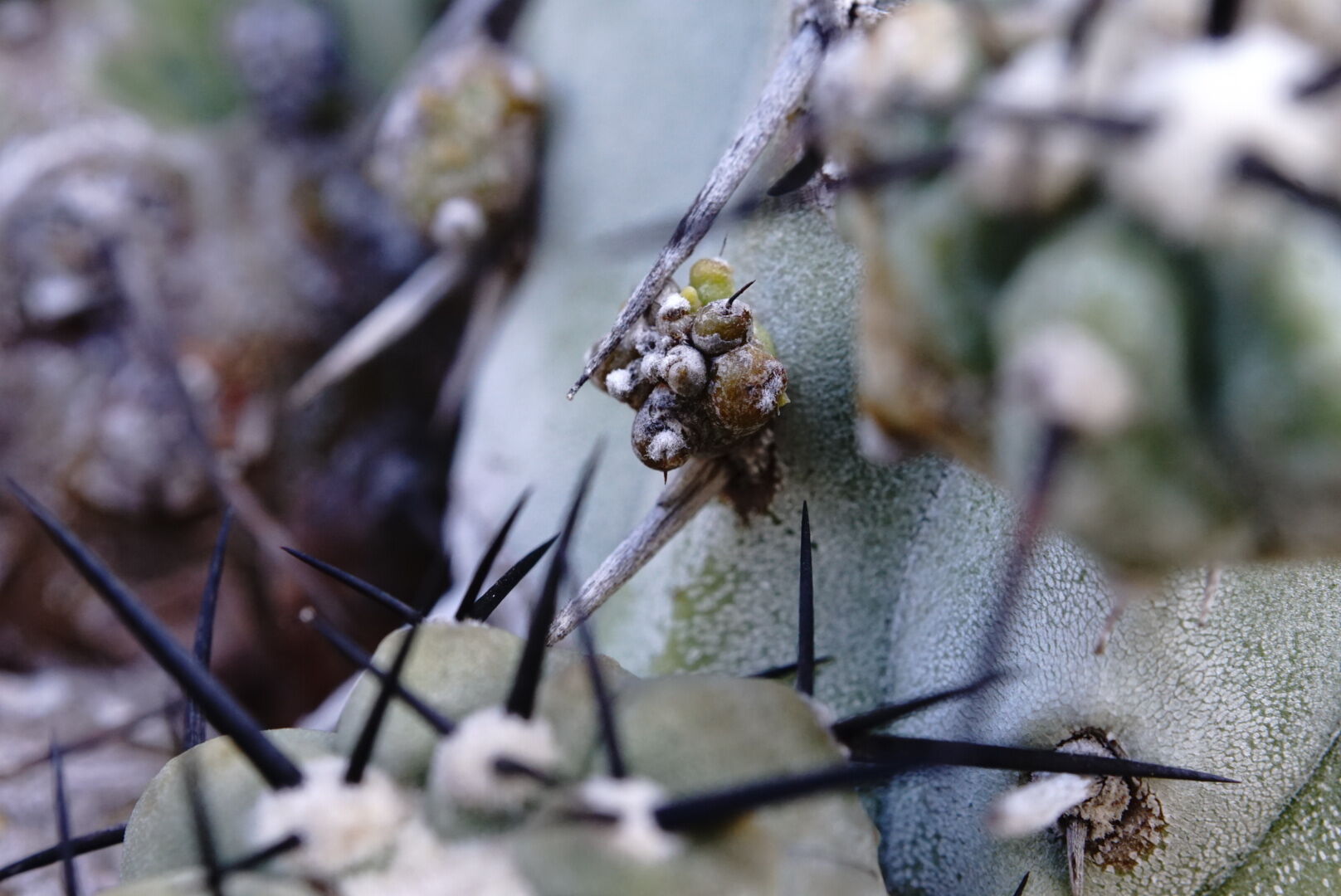 コピアポア 黒王丸 群生球 Copiapoa cinerea multi-headed | C