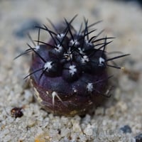 コピアポア シネレア 短刺黒王丸 Copiapoa cinerea var.unguspinu