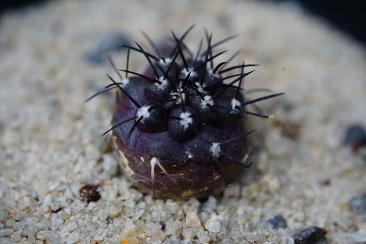 コピアポア グリセオビオラセア 栗星玉 Copiapoa griseoviolacea