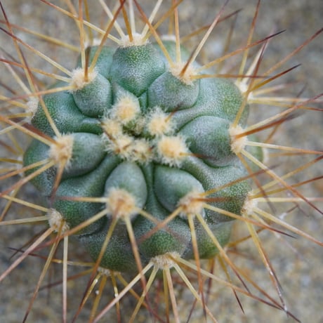 ギガンティア | STORES