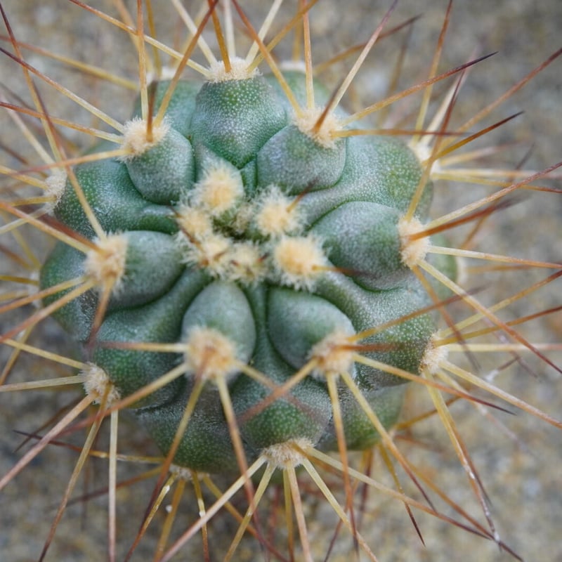 コピアポア ギガンティア Copiapoa cinerea var. gigantea | C コピアポア ギガンティア Copiapoa cinerea var. gigantea | C