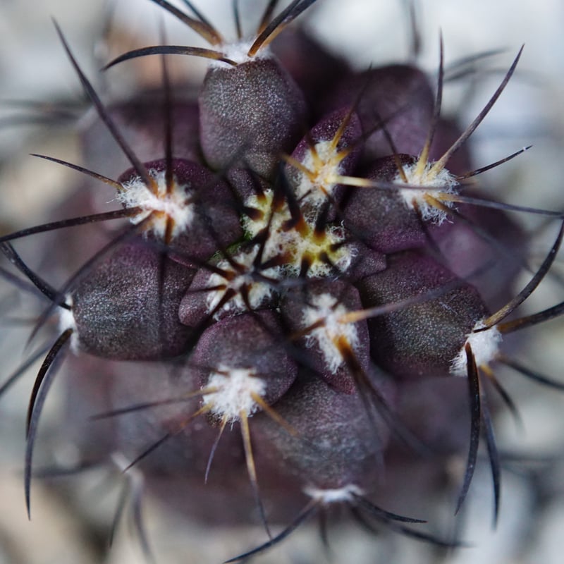 コピアポア グリセオビオラセア 栗星玉 Copiapoa griseoviolacea コピアポア グリセオビオラセア 栗星玉 Copiapoa griseoviolacea