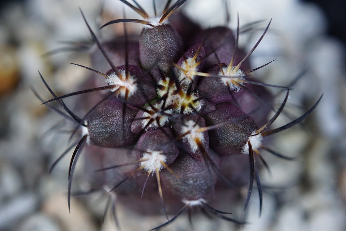 Copiapoa　コピアポア グリセオビオラセア　栗星玉　3株セット fit=scale-down,w=1200