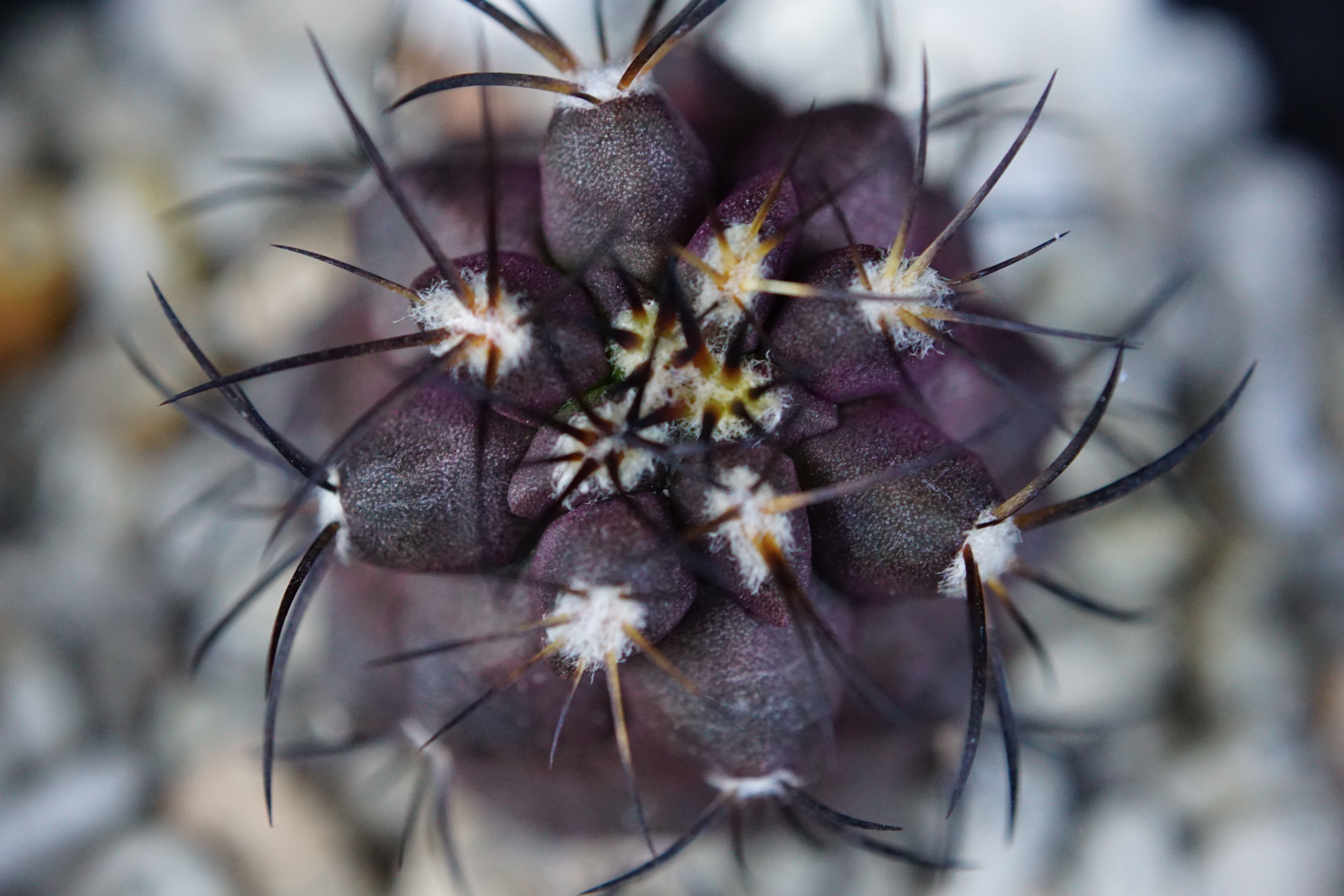 コピアポア グリセオビオラセア 栗星玉 Copiapoa griseoviolacea | C