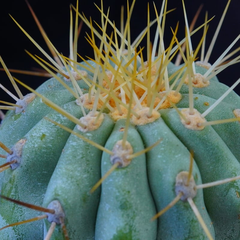コピアポア ギガンティア Copiapoa cinerea var gigantea | CO