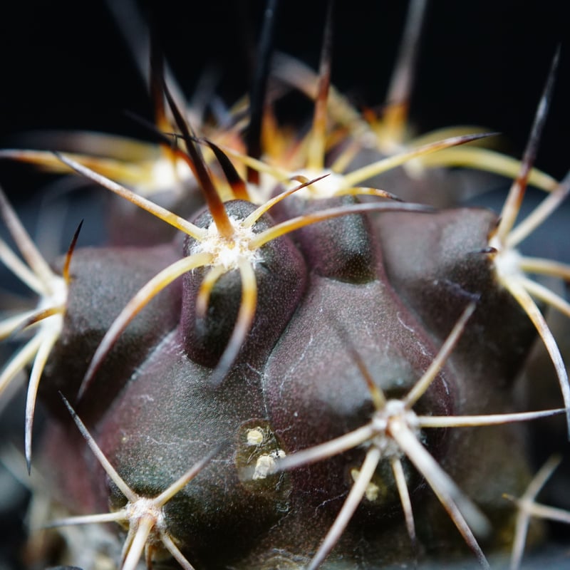 現地球 Copiapoa　コピアポア 銅羅丸　デュラ　輸入株　カキコ自根　貴重 現地球 Copiapoa コピアポア 銅羅丸 デュラ 輸入株 カキコ自根
