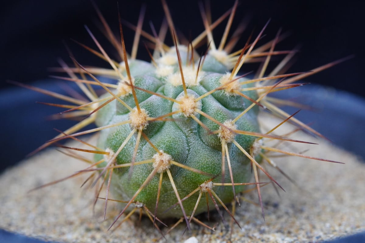 コピアポア ギガンティア Copiapoa cinerea var. gigantea | C...