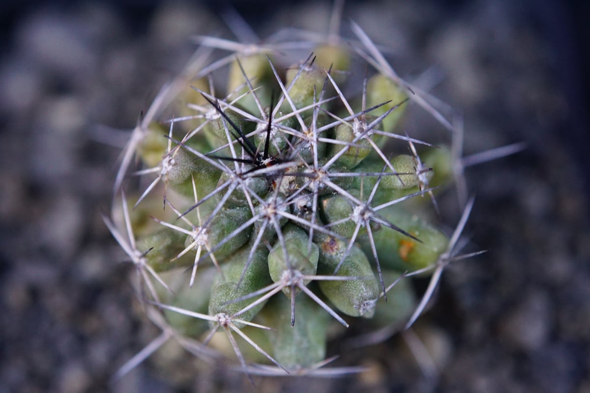 コピアポア sp Copiapoa sp | COPIAP○BAR コピアポア sp Copiapoa sp | COPIAP○BAR