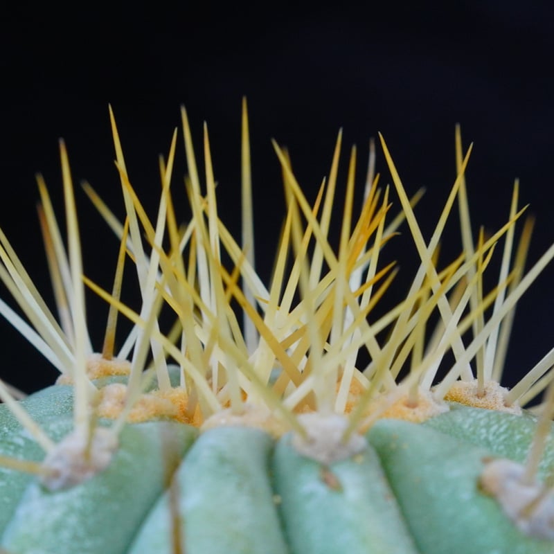 祐介林　コピアポア　ギガンティア　Copiapoa gigantea コピアポア ギガンティア Copiapoa cinerea var gigantea | CO