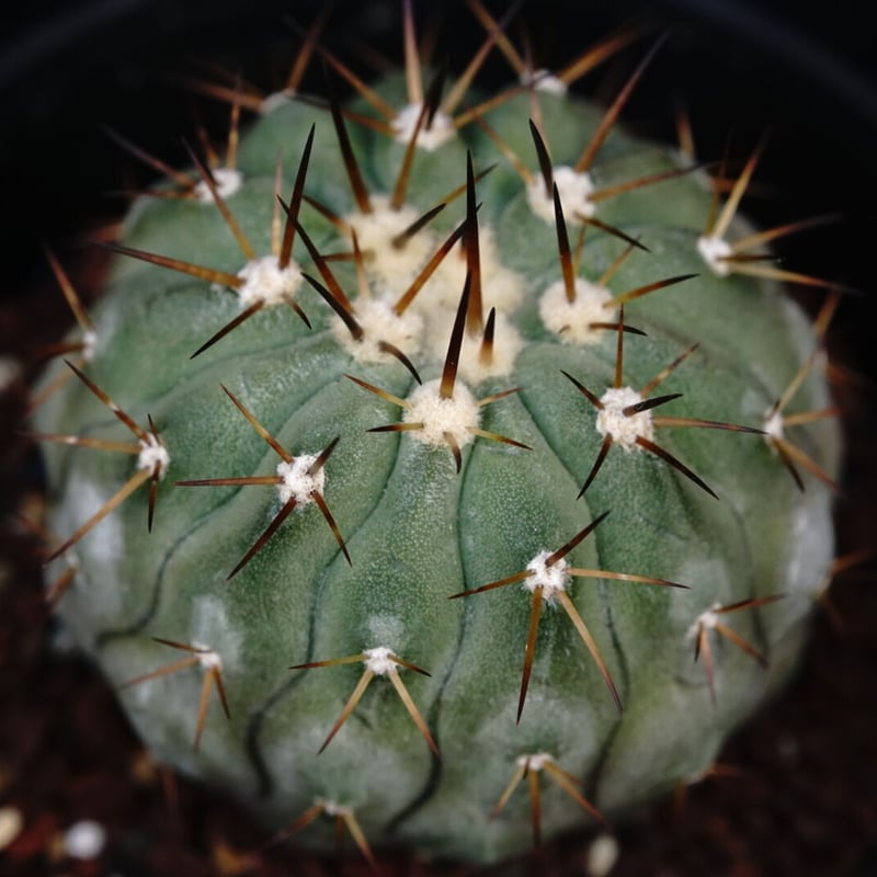 コピアポア シネレア コルムナアルバ 孤竜丸 Copiapoa cinerea コピアポア シネレア コルムナアルバ 孤竜丸 Copiapoa cinerea