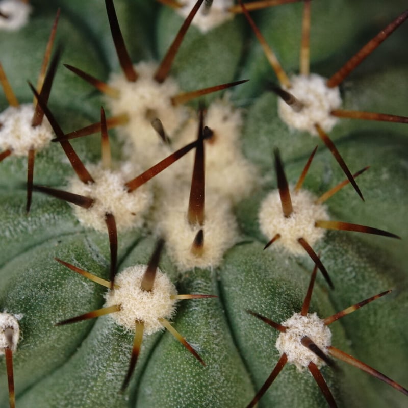 コピアポア シネレア コルムナアルバ 孤竜丸 Copiapoa cinerea コピアポア シネレア コルムナアルバ 孤竜丸 Copiapoa cinerea